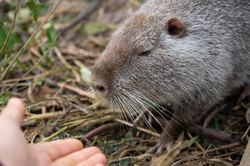 Muzzle of an adult nutria close up