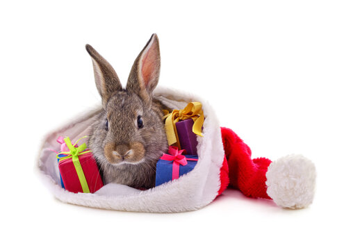 Rabbit in a Christmas hat with gifts.