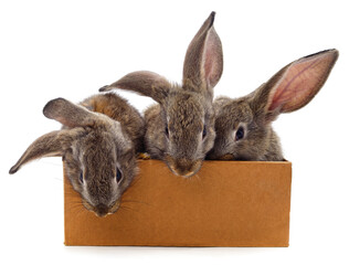 Rabbits in a basket.