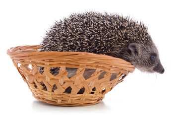 Hedgehog in a basket.