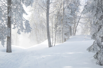 Sapins enneigés à Autrans