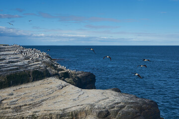 King Cormorant (Phalacrocorax atriceps albiventer) flying along the coast of Bleaker Island on the...