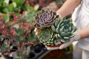 Side view at woman hands wearing rubber gloves and white clothes holding succulents or cactus in pots with other green plants in background - Powered by Adobe