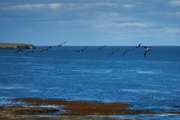 King Cormorant (Phalacrocorax atriceps albiventer) flying along the coast of Bleaker Island on the Falkland Islands. Large group of birds on the cliffs.