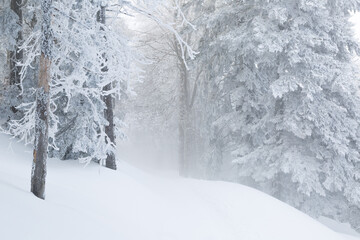 Sapins enneigés à Autrans
