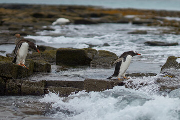 Fototapeta premium Gentoo Penguin (Pygoscelis papua) heading to sea early in the morning on a rocky kelp strewn beach on Bleaker Island in the Falkland Islands.