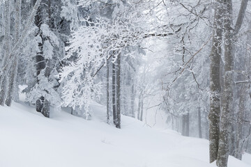 Sapins enneigés à Autrans