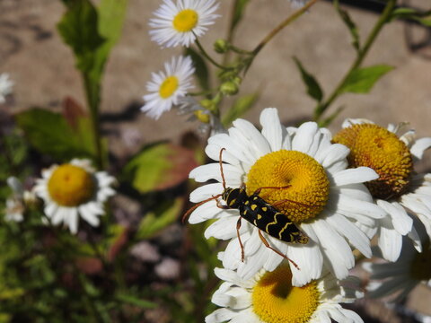 Long-horned beetle Plagionotus arcuatus