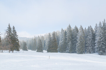 Sapins enneigés à Autrans