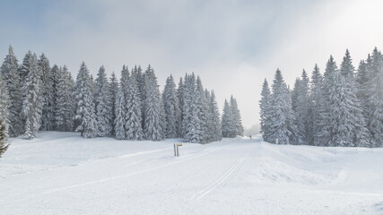 Sapins enneigés à Autrans