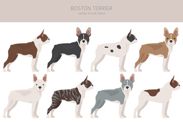 Boston terrier clipart. Different coat colors set