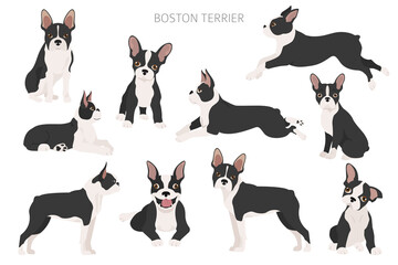 Boston terrier clipart. Different poses set. Adult and boston terrier pupp