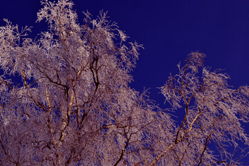 photo of real snowflakes in natural conditions at low temperatures against the background of a blue sky on the branches of trees