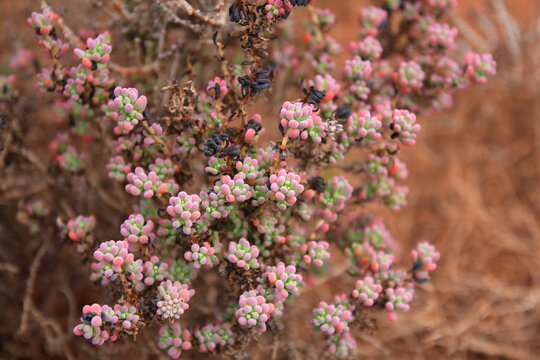 Blue bush in Australia with pink colours
