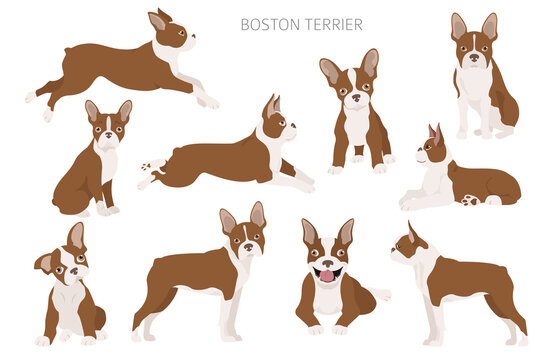 Boston terrier clipart. Different poses set. Adult and boston terrier pupp