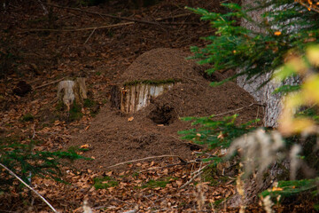 big ant hill in the forest