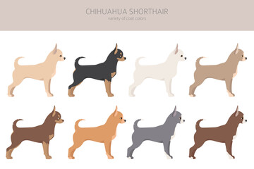 Chihuahua dogs different coat colors. Chihuahuas characters set
