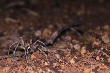 Spider during the night in Australia