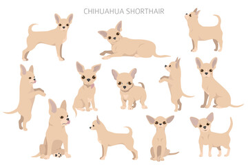 Chihuahua dogs  in different poses. Adult and puppy set