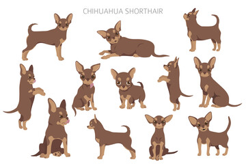 Chihuahua dogs  in different poses. Adult and puppy set