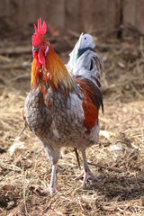 Rooster 2