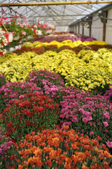 Flowers production and cultivation. Many chrysanthemum flowers in the greenhouse. Chrysanthemum plantation