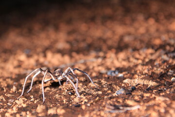 Spider during the night in Australia