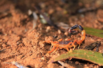 Scorpion in the night time in Australian outback