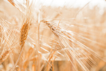 Wheat field. Light golden wheat background. Grain close-up of golden wheat. Beautiful natural...