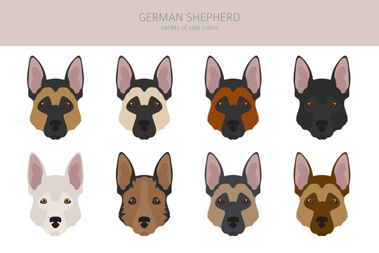 german shepherd colors chart