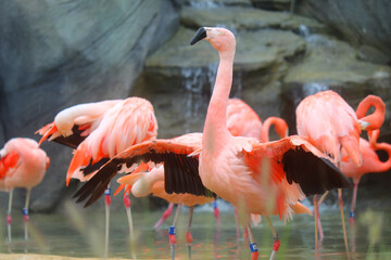 Fototapeta na wymiar Flamingo 1