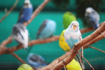 Parakeets