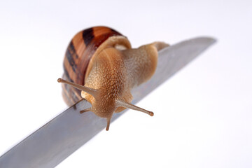 A striped snail crawling along a knife blade on a white background. Selective focus. The concept of movement is life. © alekei