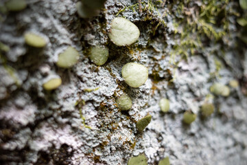 lichen on tree bark
