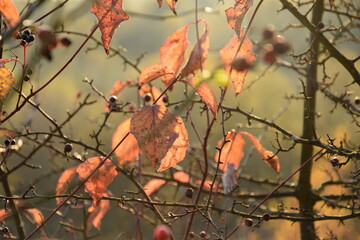 Red autumn leaves in sunset © Anna