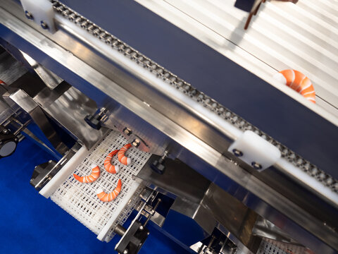 Seafood processing line. Shrimp on the conveyor. Production of semi-finished products from seafood. Processing and freezing of seafood. Food industry. Fish processing plant.