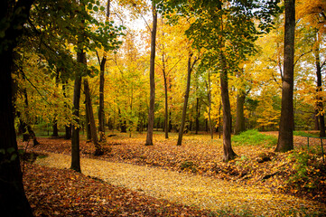 autumn in the park