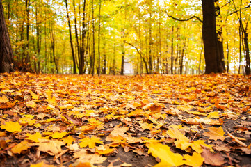 Obraz premium autumn leaves in the park