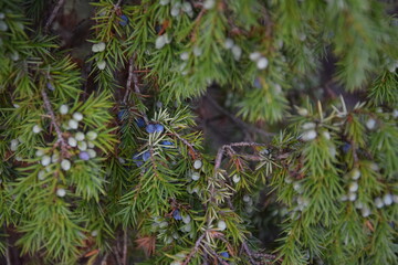 Juniper with berries green and blue,  background, xmas © Anna