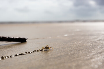 crab making a trail on the beach