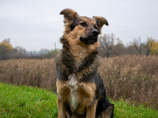 Shaggy dog sitting on a background of green nature