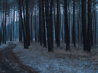 Mysterious landscape of coniferous forest in the late evening