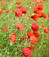 Obraz premium Leuchtend roter Mohn auf einer Wiese