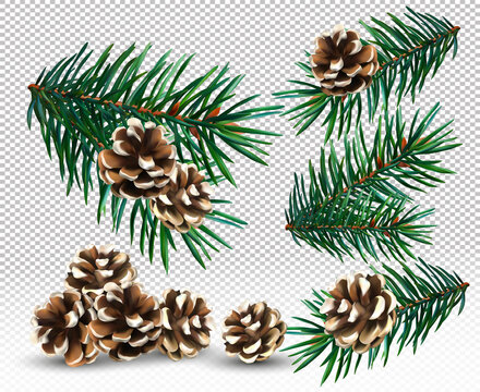 Set spruce branch and pine cone on transparent background. Christmas Green tree branches for your decor, banner, cards. Vector illustration.