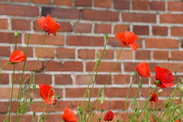 Rote Mohnblumen vor einer Ziegelwand