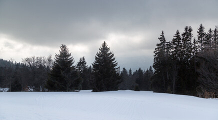 Silhouettes des sapins