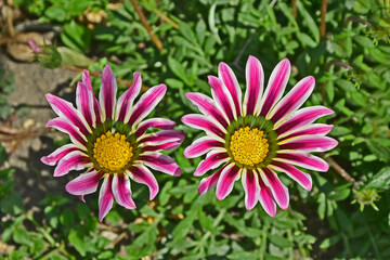 Fototapeta premium Close up of flowering Gazania Splendens
