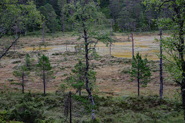 Marshland at a hiking path in Norway