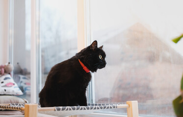 Beautiful black cat on a pet bed looking at the window. Domestic animals, pets at home staying in their place