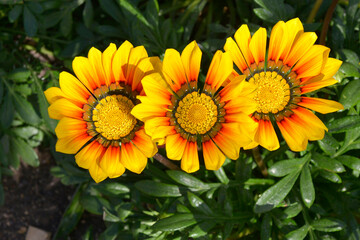 Close up of a garden flower border with colourful Yellow and Orange Gazania splendens